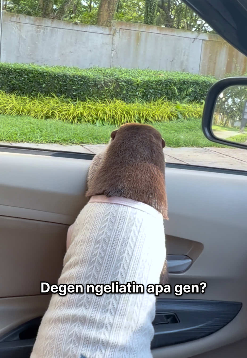 Degen the otter in a white shirt resting his head on the car door sill, staring outside