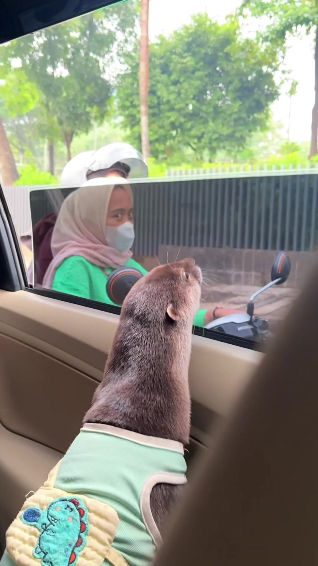 Degen the otter in a mint top leaning out of a car window, mouth open mid-yawn