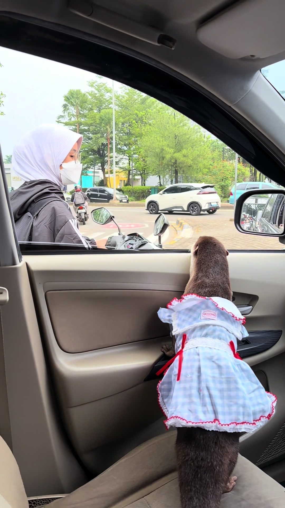 Degen the otter in a blue gingham pinafore with a red bow looking out at a woman on a scooter
