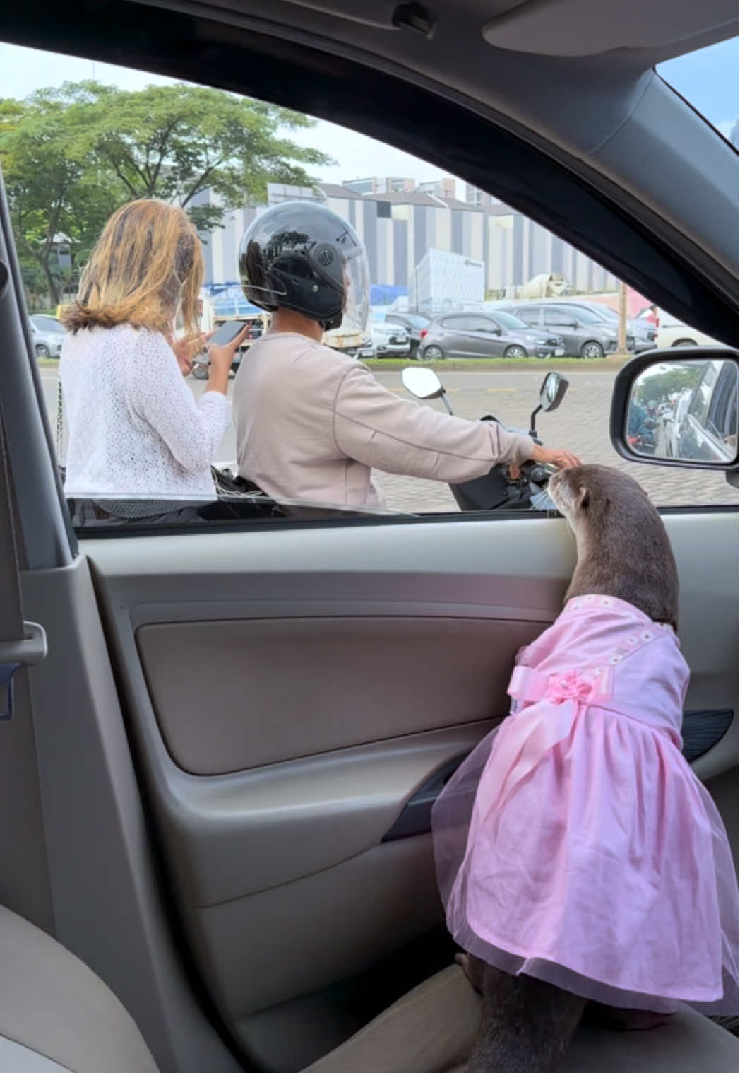 Degen the otter in a light pink puffy dress looking out at a couple on a scooter